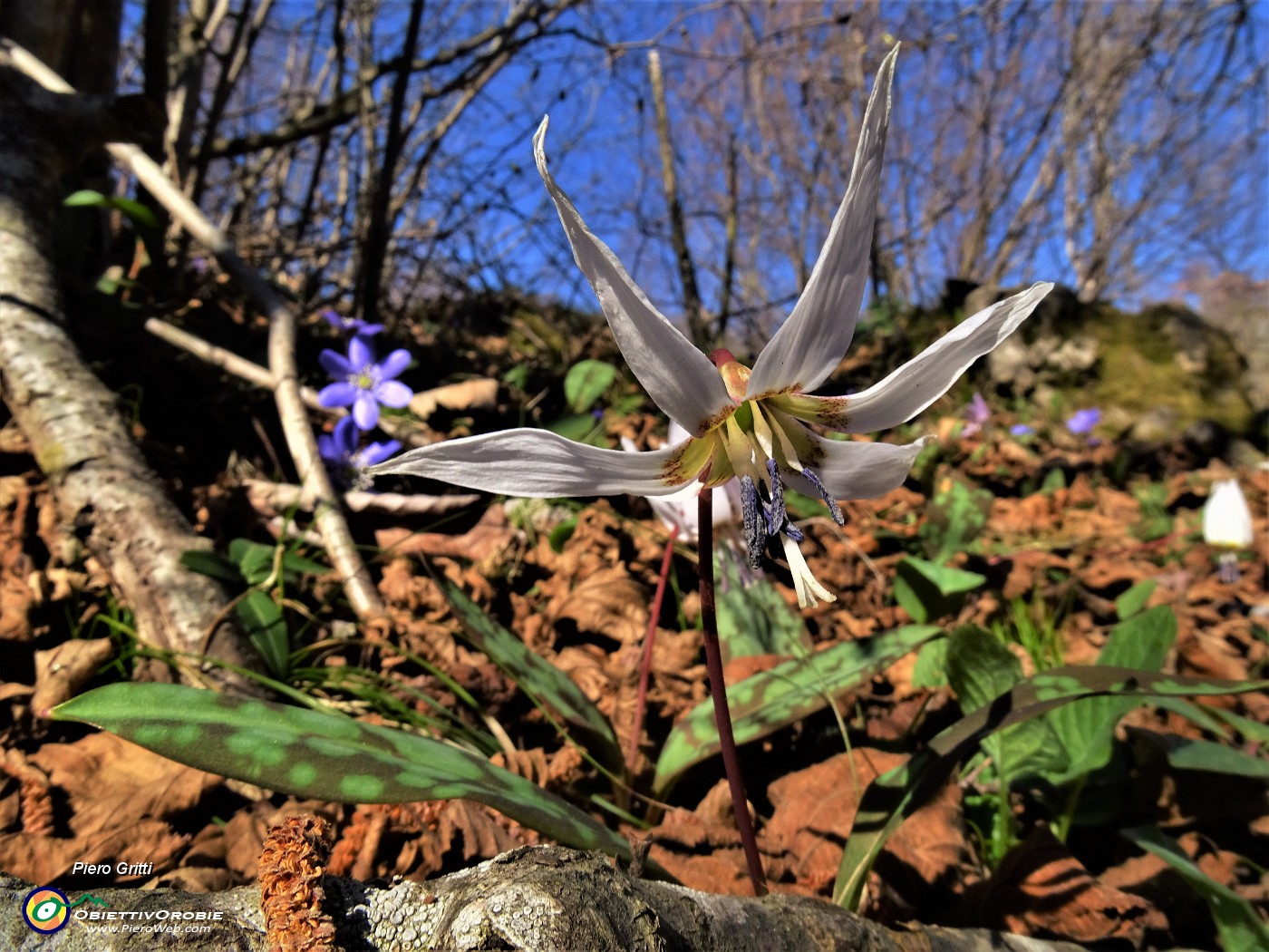 59 Scilla bifolia (Scilla silvestre) con Dens canis (Dente di cane).JPG